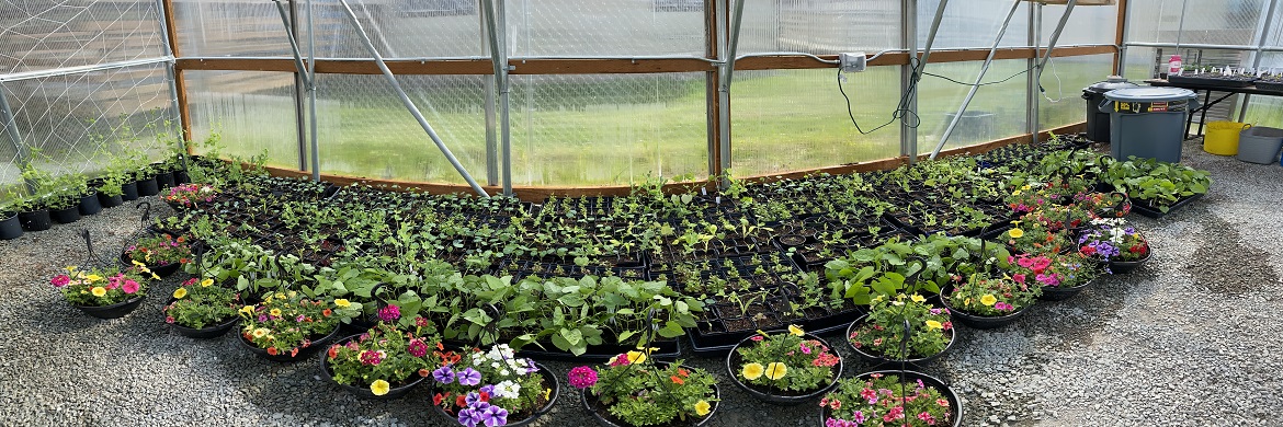 Flower Baskets and garden starters in greenhouse.
