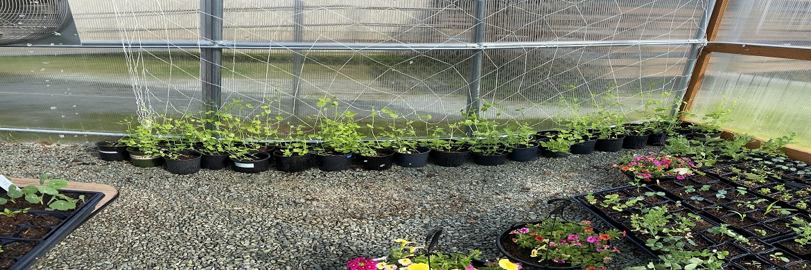 Garden starters in greenhouse.