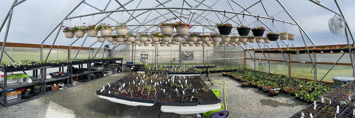 Garden starters and flower baskets in greenhouse.