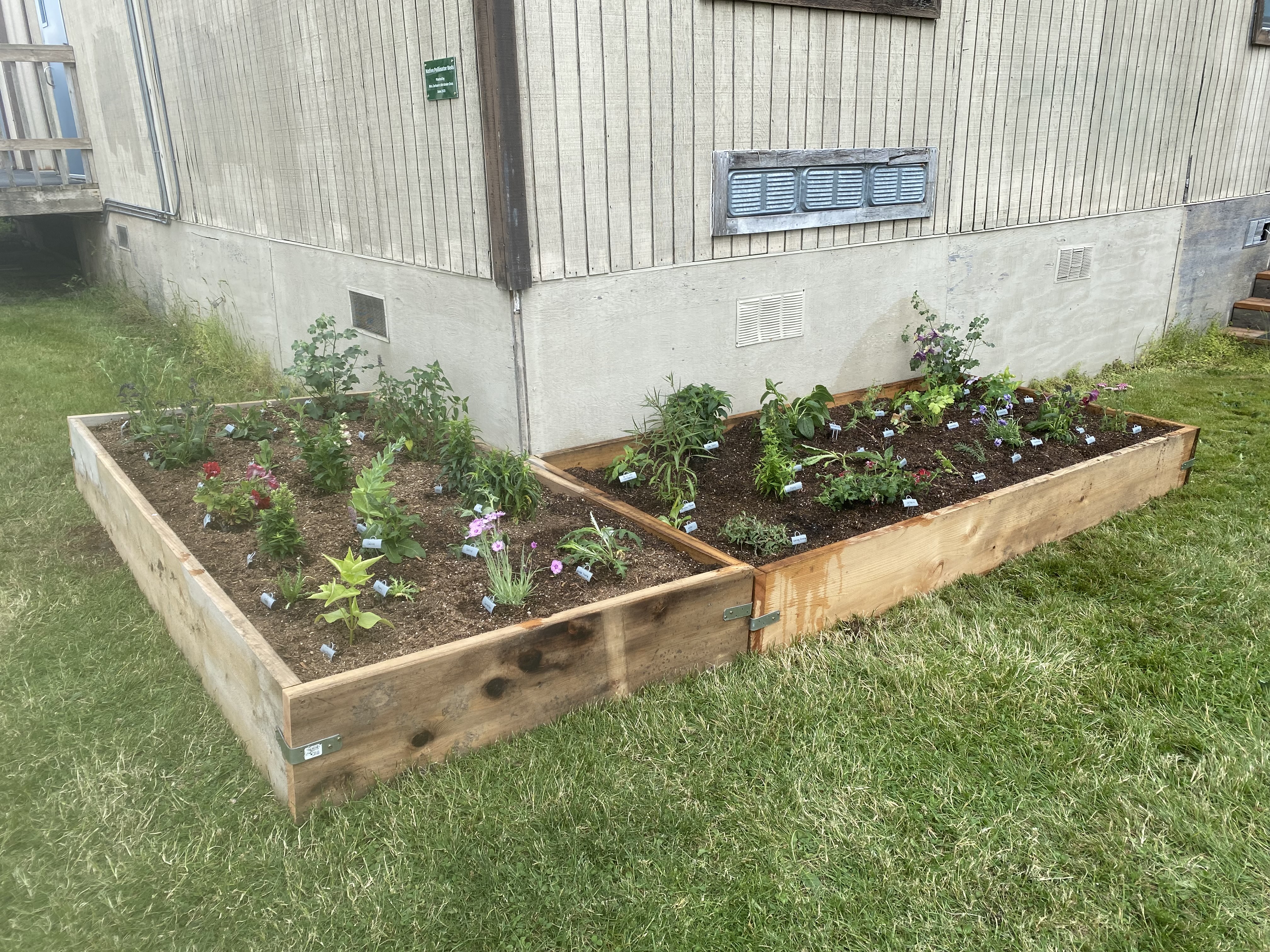 Picture of garden box with plants.