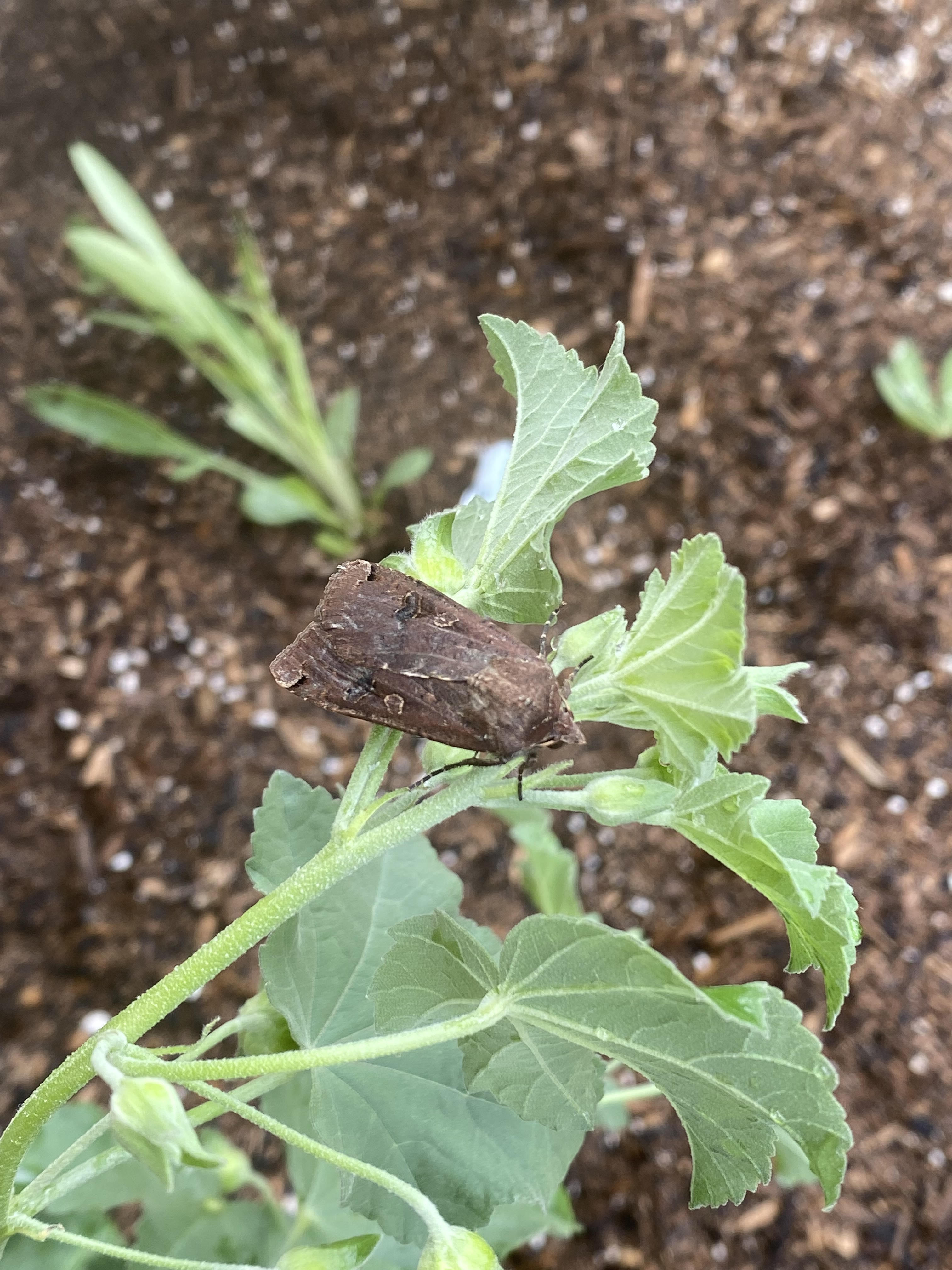 Picture of a moth on plant in garden.