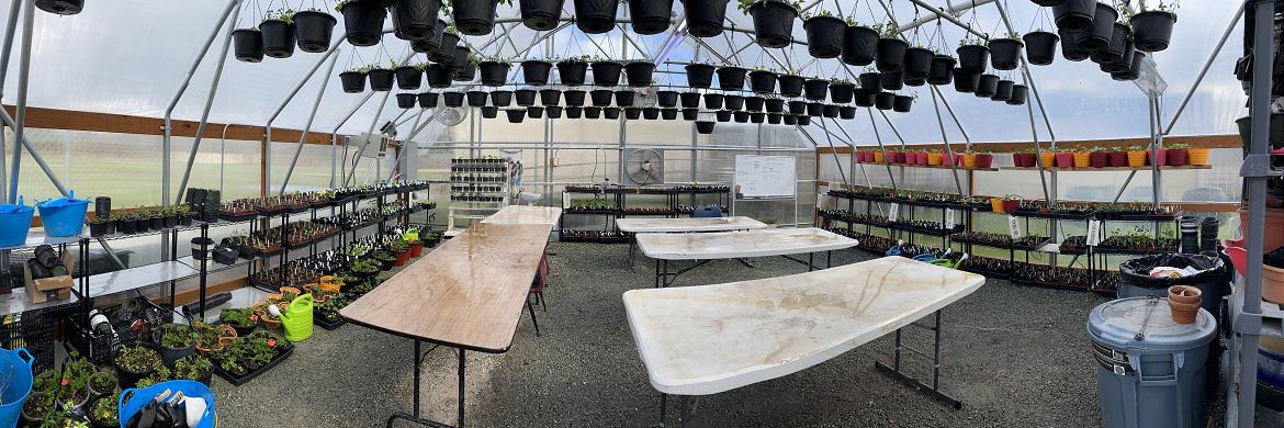 Picture of the inside of a greenhouse where plants are growing.